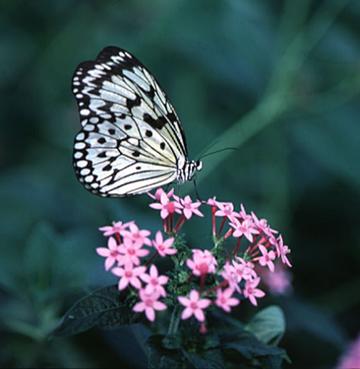 Example de ce qui semblerait etre un Papillon Monarch Albinos sur une fleure de verveine