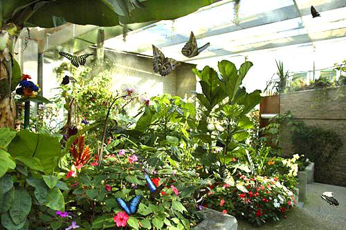 Example of an enclosed and sheltered butterfly garden